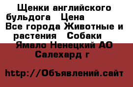 Щенки английского бульдога › Цена ­ 40 000 - Все города Животные и растения » Собаки   . Ямало-Ненецкий АО,Салехард г.